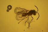 Fly, Wasp & Spider Exuviae In Baltic Amber #123415-3